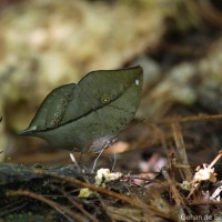 Kallima philarchus Westwood, 1848